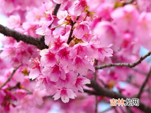 红了樱花,青了黛瓦什么意思,樱花爱情语录