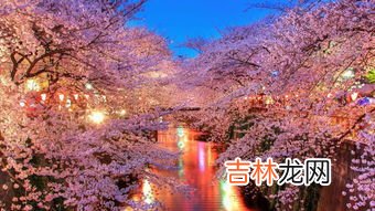 红了樱花,青了黛瓦什么意思,樱花爱情语录