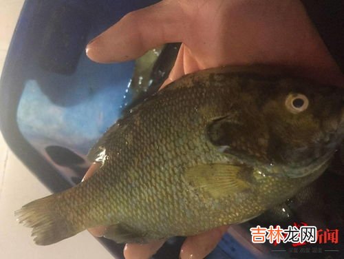 太阳鱼为什么不能多吃,太阳鱼为什么不能多吃