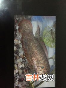 太阳鱼为什么不能多吃,太阳鱼为什么不能多吃