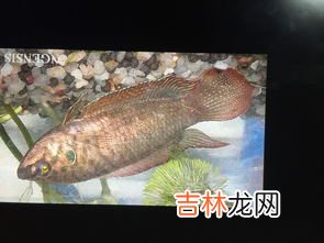 太阳鱼为什么不能多吃,太阳鱼为什么不能多吃