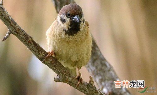 麻雀吃啥,麻雀吃什么?