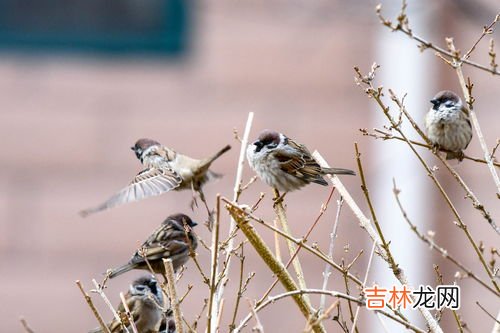 麻雀吃啥,麻雀吃什么?