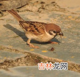 麻雀吃啥,麻雀吃什么?