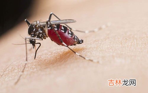 公蚊子为什么不吸血,雄性蚊子不吸血,它们靠什么维持生命?