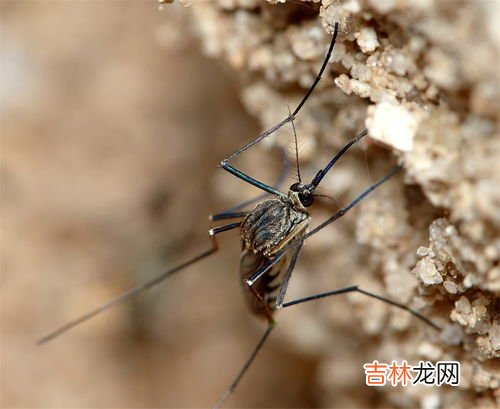 公蚊子为什么不吸血,雄性蚊子不吸血,它们靠什么维持生命?