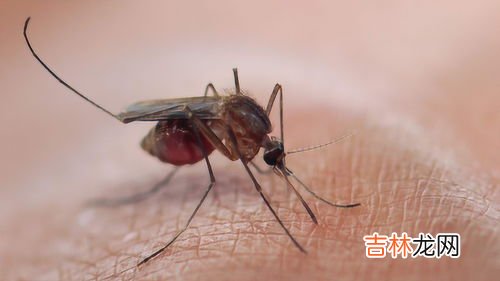 公蚊子为什么不吸血,雄性蚊子不吸血,它们靠什么维持生命?