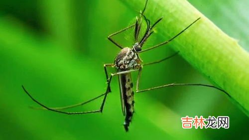 公蚊子为什么不吸血,雄性蚊子不吸血,它们靠什么维持生命?