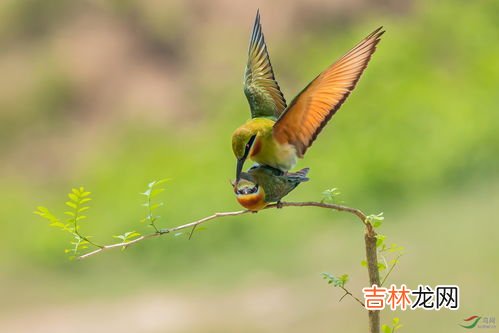 春天有什么鸟,春天有哪些鸟