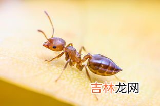 屋里蚂蚁多是什么原因,怎么清理,最近家里生了很多蚂蚁,是什么原因导致的?怎样根除?