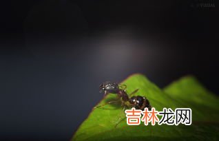 屋里蚂蚁多是什么原因,怎么清理,最近家里生了很多蚂蚁,是什么原因导致的?怎样根除?