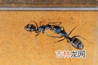 屋里蚂蚁多是什么原因,怎么清理,最近家里生了很多蚂蚁,是什么原因导致的?怎样根除?