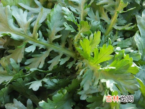 菊花菜和茼蒿的区别,菊花菜是茼蒿吗？