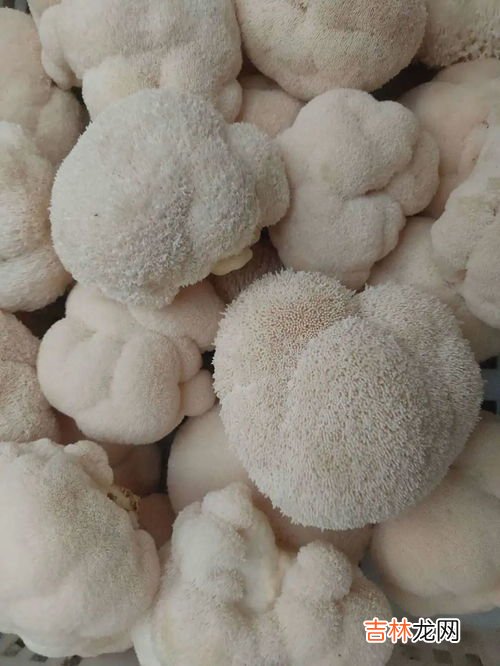 猴头菇菌胶囊的作用,猴头菇的功效与作用是什么?