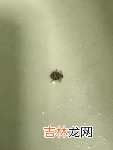 甲虫是益虫还是害虫,甲壳虫是益虫还是害虫 ？学名是什么？