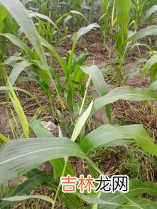 甲虫是益虫还是害虫,甲壳虫是益虫还是害虫 ？学名是什么？