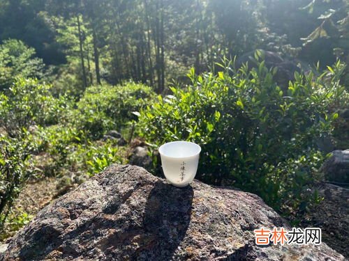 金骏眉存了六年能喝吗,金骏眉茶叶保质期一般多久
