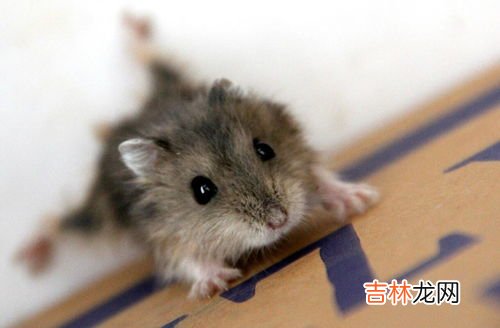 老鼠死了了好臭,如何处理,死老鼠的气味怎么处理
