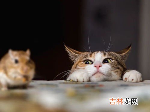 老鼠死了了好臭,如何处理,死老鼠的气味怎么处理