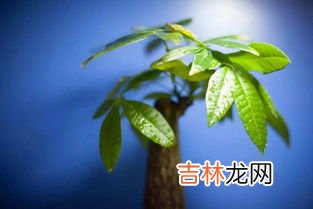 麻花的美好寓意,麻花项链的寓意和象征