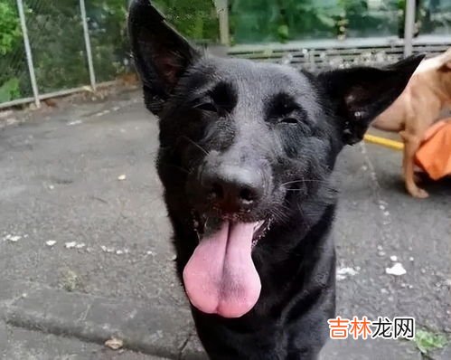 为什么四眼狗大忌,什么狗不能养不吉祥