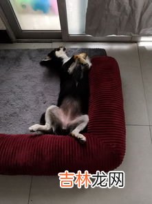 为什么四眼狗大忌,什么狗不能养不吉祥