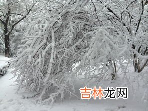 长春今年为什么不下雪,长春每年冬天会下雪吗