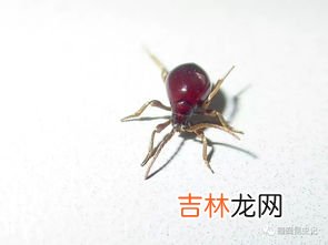 床上有拟裸蛛甲虫怎么消灭,这是什么虫子，今天在床上发现两只？