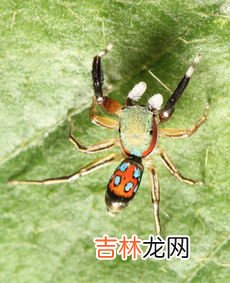床上有拟裸蛛甲虫怎么消灭,这是什么虫子，今天在床上发现两只？