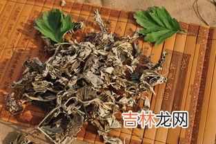 艾草种类怎么区分,艾草有几种品种