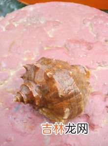 海螺怎么吃哪些部位不能吃,海螺怎样吃才正确?海螺哪里不能吃?