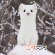 雪貂和白鼬的区别,白鼬和雪貂怎么区分