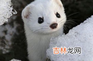雪貂和白鼬的区别,白鼬和雪貂怎么区分