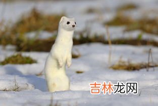 雪貂和白鼬的区别,白鼬和雪貂怎么区分