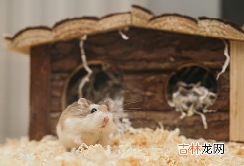 雪貂和白鼬的区别,白鼬和雪貂怎么区分