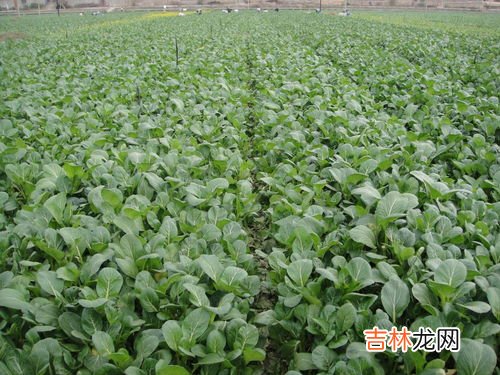 2月份种什么菜,2月能种什么蔬菜?