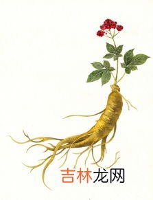 人参养荣丸与人参归脾丸区别,健脾养胃 中成药