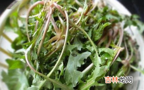 野菜蒲公英的吃法禁忌,蒲公英泡水喝的作用和有什么禁忌