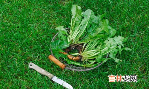 野菜蒲公英的吃法禁忌,蒲公英泡水喝的作用和有什么禁忌