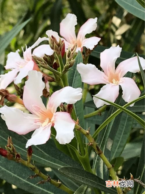 野蒜为什么有毒,野蒜头花是否有毒？