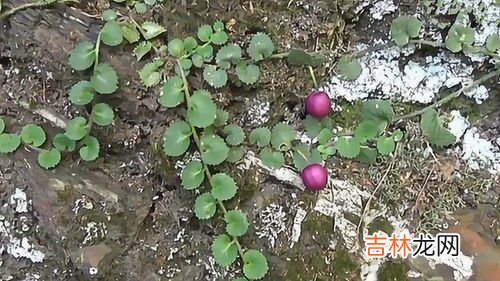 野蒜为什么有毒,野蒜头花是否有毒？