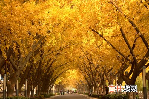 银杏精华哪个牌子好,银杏叶精华哪个牌子好