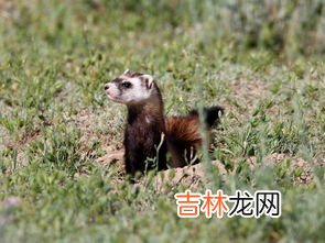 布谷鸟是农民的助手吗,布谷鸟是渔民捕鱼的&quot;帮手&quot;还是农民的&quot;助手&quot;