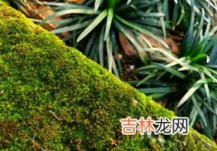 石头上的青苔辨别方向,青苔一般长在石头的什么方向？