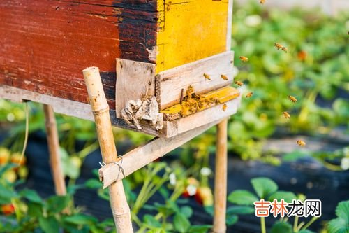 汤臣倍健蜂胶软胶囊功效,汤臣倍健蜂胶软胶囊的产品特点