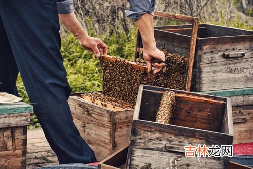 汤臣倍健蜂胶软胶囊功效,汤臣倍健蜂胶软胶囊的产品特点