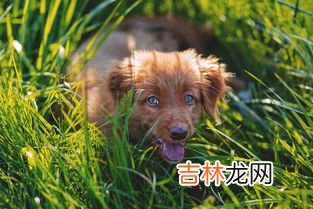 狗狗为什么要吃草,狗狗吃草是什么原因？