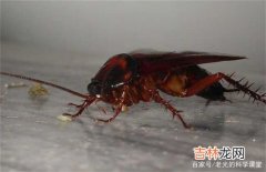 蟑螂多久会饿死,蟑螂饿多少天才能死