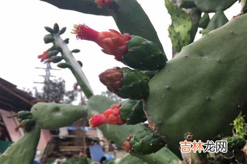仙人掌的气味,仙人球的气味是什么气味