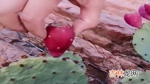 仙人掌的气味,仙人球的气味是什么气味